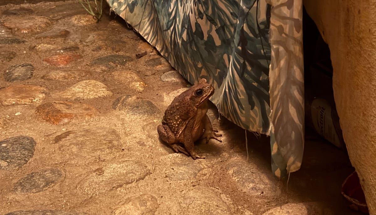 A Sunset and Sunrise in Mazunte