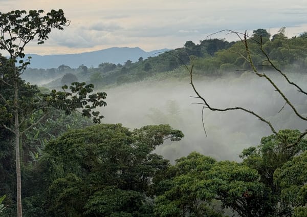 A Vision in Punta Rica