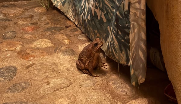 A Sunset and Sunrise in Mazunte